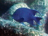 Giant damselfish