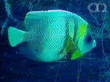 Cortez angelfish