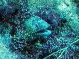 Jewel moray