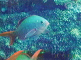 Pacific Creolefish