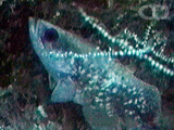 Mottled soapfish