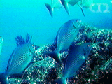 Blue-bronze sea chub