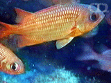 Panamic soldierfish
