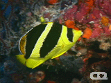 Indian Butterflyfish