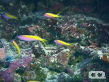 Yellowback anthias