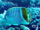 Chevron butterflyfish
