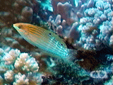 Adorned wrasse