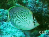 Spotted butterflyfish