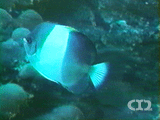 Black pyramid butterflyfish