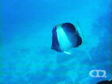 Black pyramid butterflyfish