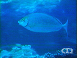 African Whitespotted rabbitfish