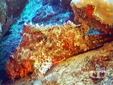 Tasssled scorpionfish