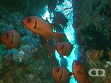 Red soldierfish
