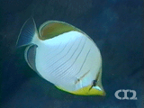 Yellowhead butterflyfish