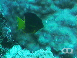 Gem surgeonfish ?