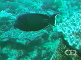 Lietenant surgeonfish