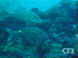 Rosy goatfish