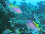 Yellowback anthias