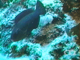 Greenlip parrotfish ()