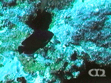 Yellowfin angelfish