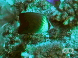 Blackburn's butterflyfish