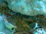 zVXY_CTwotone chromis