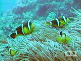 Mauritian anemonefish