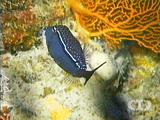 Roughskin trunkfish ()