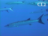 Blackfin barracuda