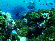 Anemone reef garden
