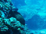 Starry grouper