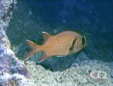 Red soldierfish