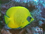 Golden butterflyfish 