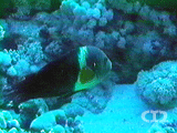 Broomtail wrasse