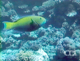 Steepheaded parrotfish