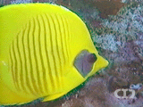 Golden butterflyfish 