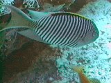 Zebra angelfish ()