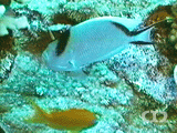 Zebra angelfish ()
