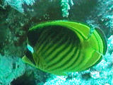 Red Sea racoon butterflyfish