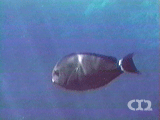Black surgeonfish