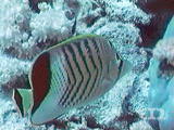 Crown butterflyfish