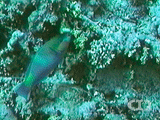 Rusty parrotfish