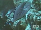 Sohal surgeonfish