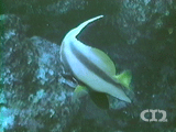 Red Sea bannerfish