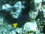 Yellowtail surgeonfish