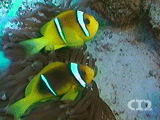 Two-banded anemonefish