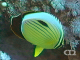 Exquisite butterflyfish