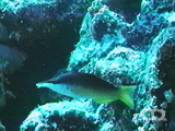 Indian Ocean Bird wrasse ()