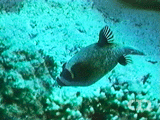 Masked puffer