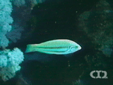 Klunzinger's wrasse